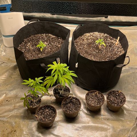 Original Hawaiian Maui Wowie Skunk growlog timeline photo