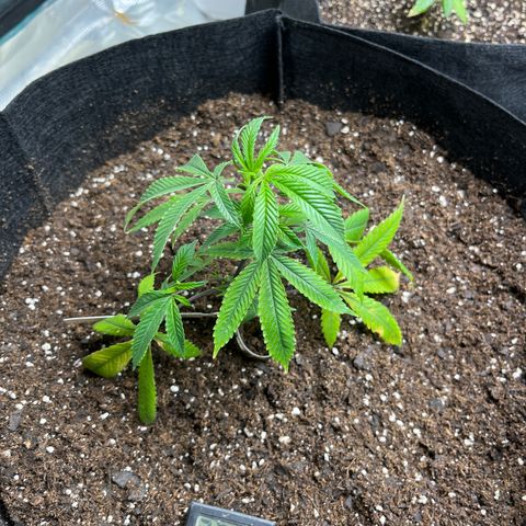 Original Hawaiian Maui Wowie Skunk growlog timeline photo