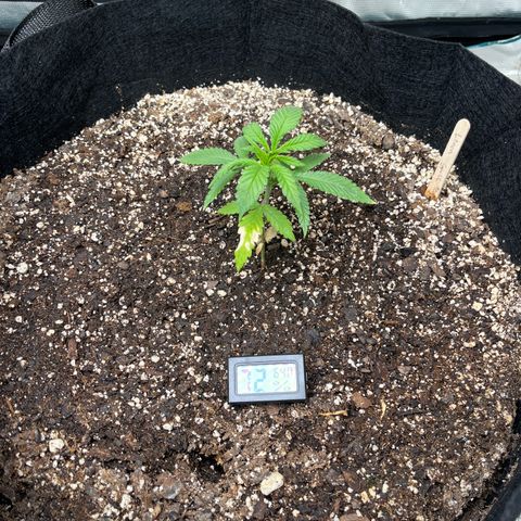 Lemon Garlic OG left side  growlog timeline photo