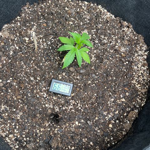 Lemon Garlic OG right side  growlog timeline photo