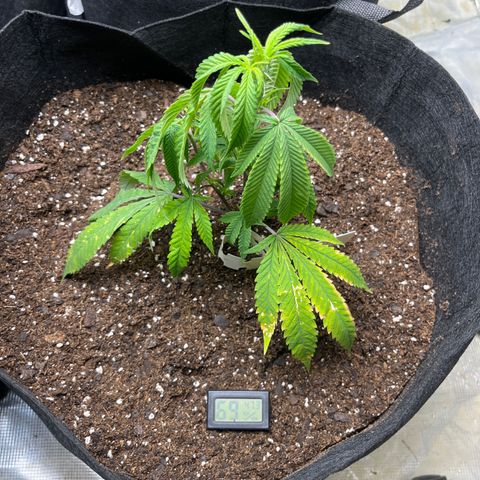 Moby Dick growlog timeline photo