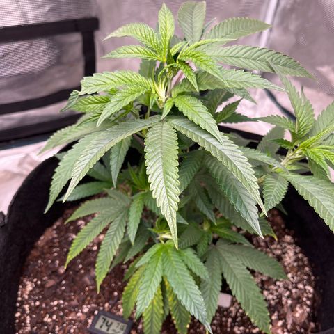 Moby Dick growlog timeline photo