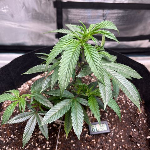 Original Hawaiian Maui Wowie Skunk growlog timeline photo