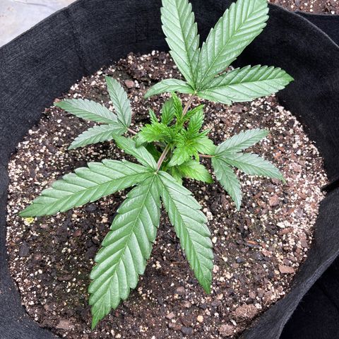 Lemon Garlic OG left side  growlog timeline photo