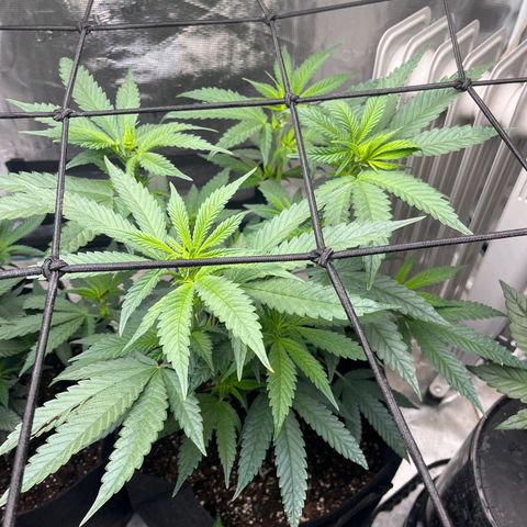 Moby Dick growlog timeline photo