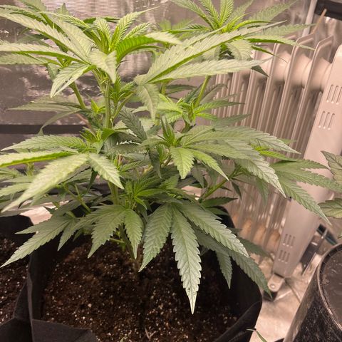 Moby Dick growlog timeline photo