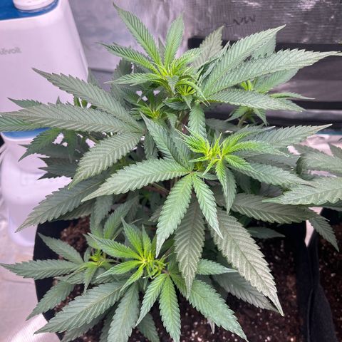 Original Hawaiian Maui Wowie Skunk growlog timeline photo