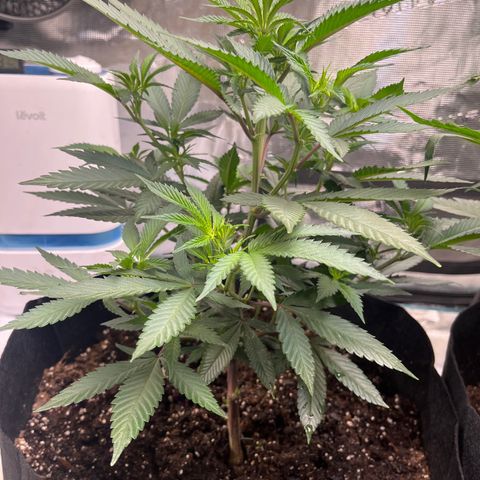 Original Hawaiian Maui Wowie Skunk growlog timeline photo