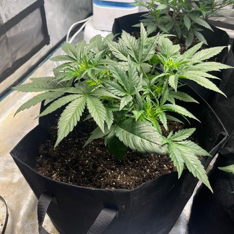 Lemon Garlic OG left side  growlog timeline photo