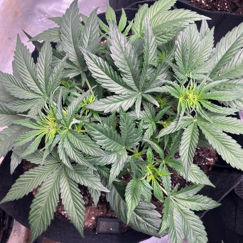 Lemon Garlic OG left side  growlog timeline photo