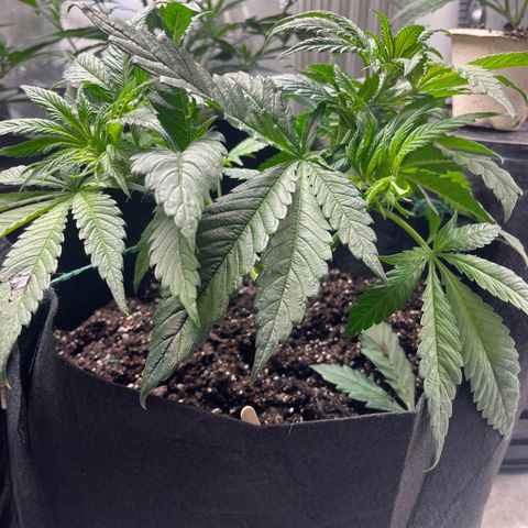 Lemon Garlic OG right side  growlog timeline photo