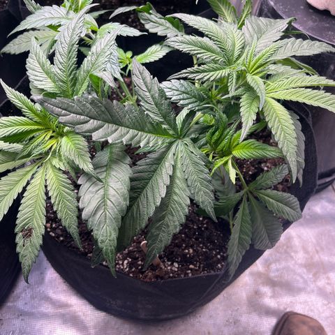 Lemon Garlic OG right side  growlog timeline photo