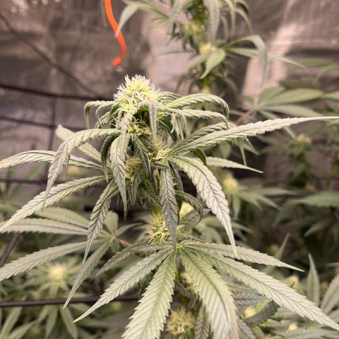Moby Dick growlog timeline photo