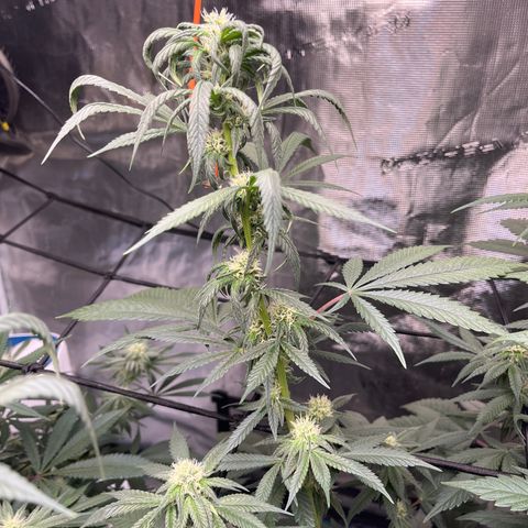 Moby Dick growlog timeline photo
