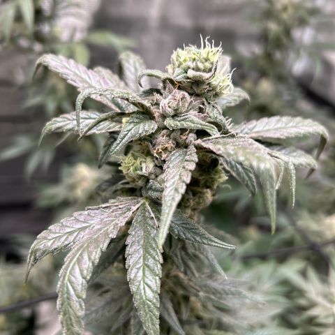 Moby Dick growlog timeline photo