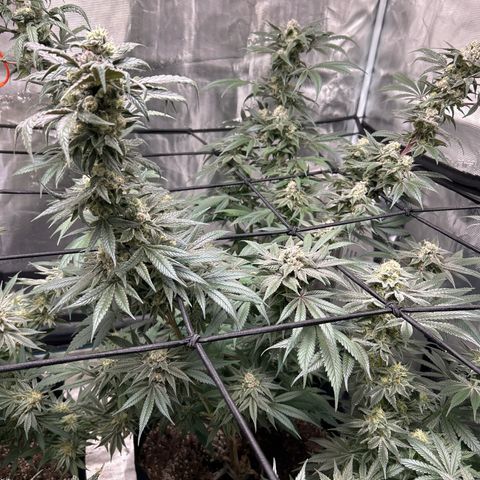 Moby Dick growlog timeline photo
