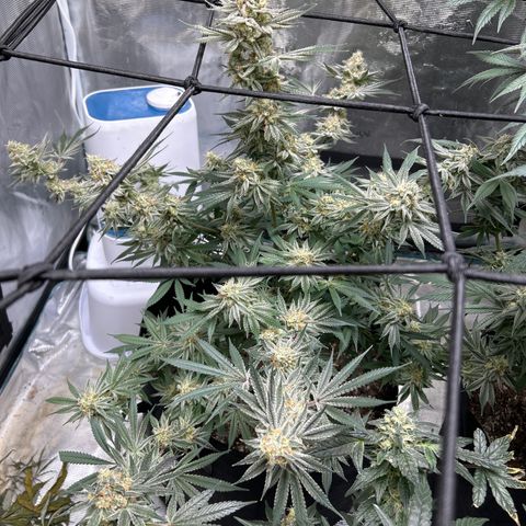 Original Hawaiian Maui Wowie Skunk growlog timeline photo