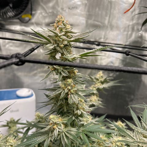 Original Hawaiian Maui Wowie Skunk growlog timeline photo