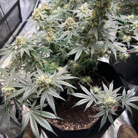 Lemon Garlic OG left side  growlog timeline photo