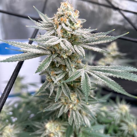 Original Hawaiian Maui Wowie Skunk growlog timeline photo
