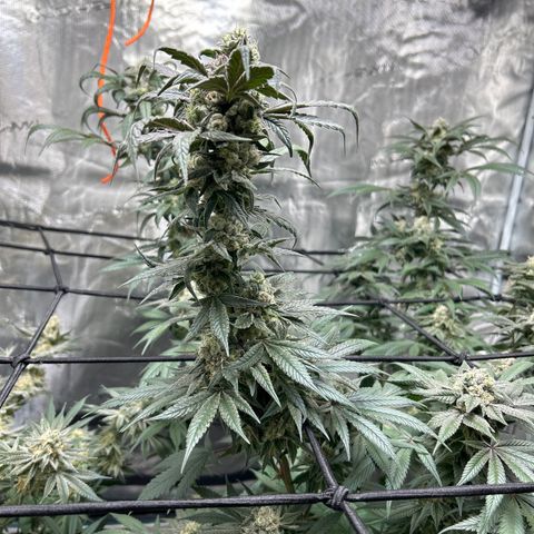 Moby Dick growlog timeline photo