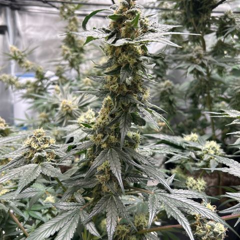 Lemon Garlic OG left side  growlog timeline photo