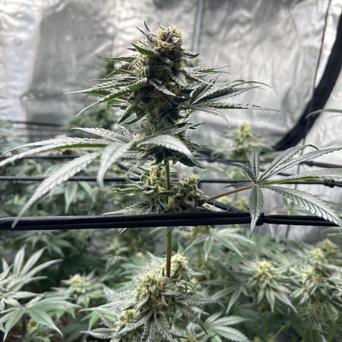 Lemon Garlic OG right side  growlog timeline photo
