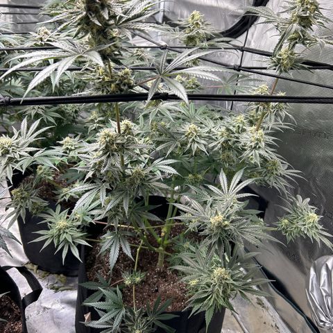 Lemon Garlic OG right side  growlog timeline photo
