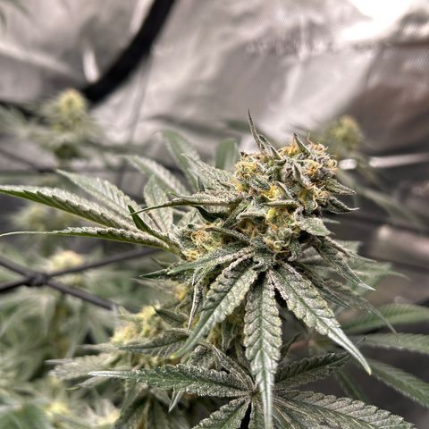 Lemon Garlic OG right side  growlog timeline photo