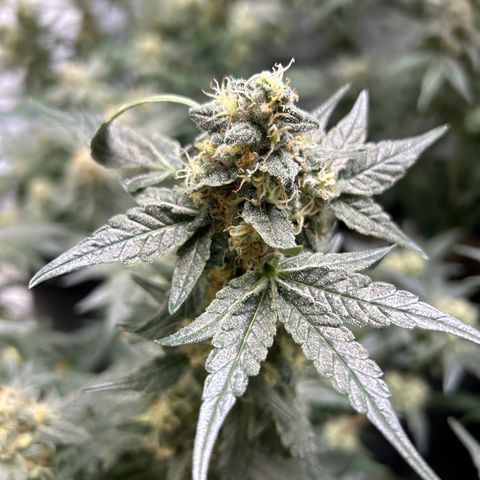 Lemon Garlic OG left side  growlog timeline photo