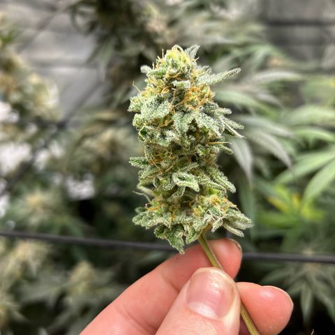 Lemon Garlic OG right side  growlog timeline photo