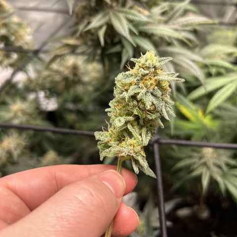 Lemon Garlic OG right side  growlog timeline photo
