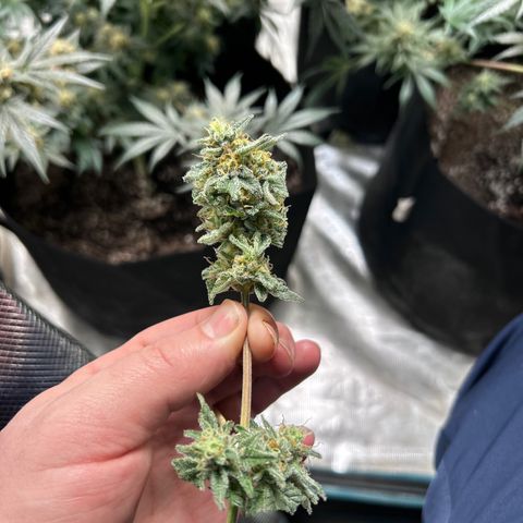Lemon Garlic OG right side  growlog timeline photo