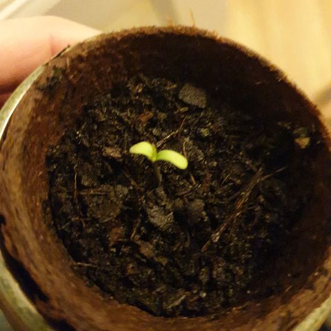 Arrakis growlog timeline photo