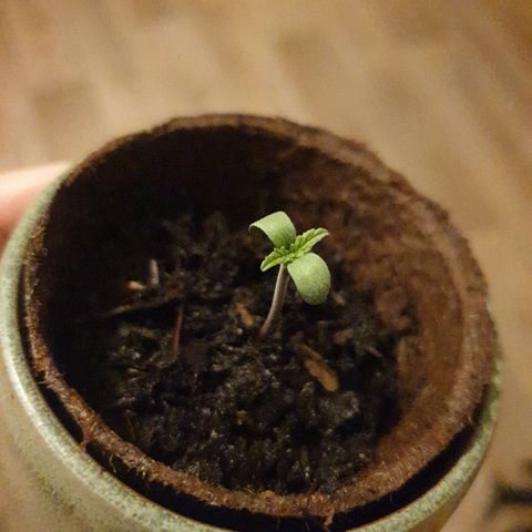 Arrakis growlog timeline photo