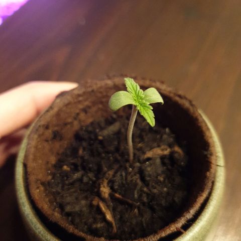 Arrakis growlog timeline photo