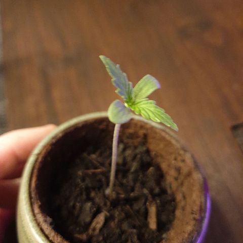 Arrakis growlog timeline photo