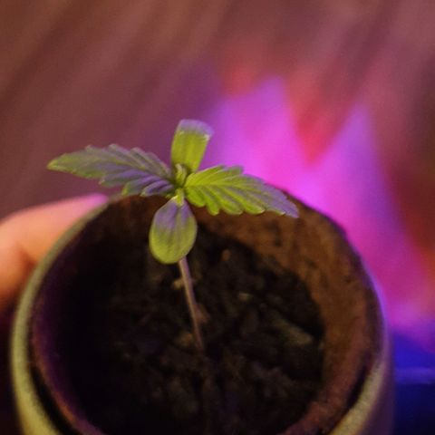 Arrakis growlog timeline photo