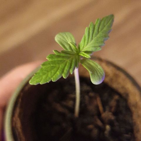 Arrakis growlog timeline photo