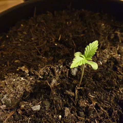 Arrakis growlog timeline photo