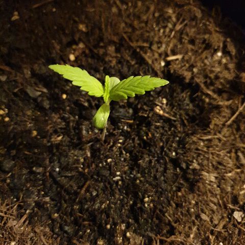Arrakis growlog timeline photo