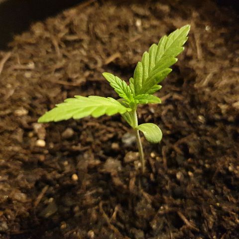 Arrakis growlog timeline photo