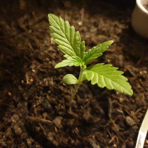 Arrakis growlog timeline photo