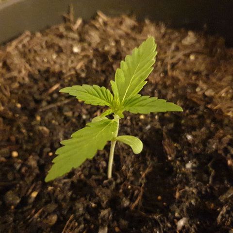Arrakis growlog timeline photo