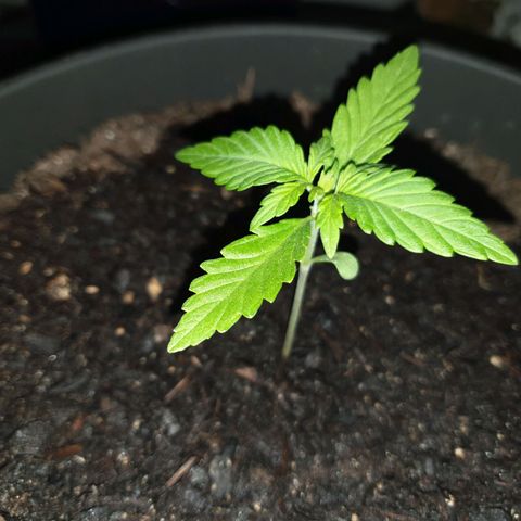 Arrakis growlog timeline photo