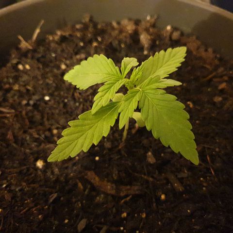 Arrakis growlog timeline photo
