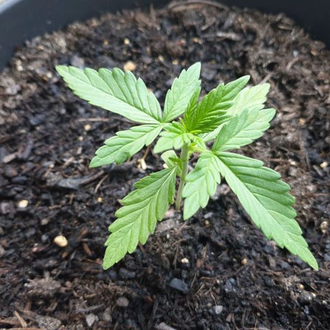 Arrakis growlog timeline photo