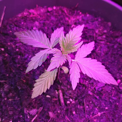 Arrakis growlog timeline photo
