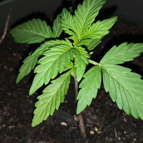 Arrakis growlog timeline photo