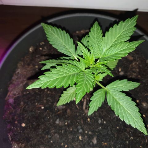 Arrakis growlog timeline photo